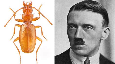 Hitler böceği